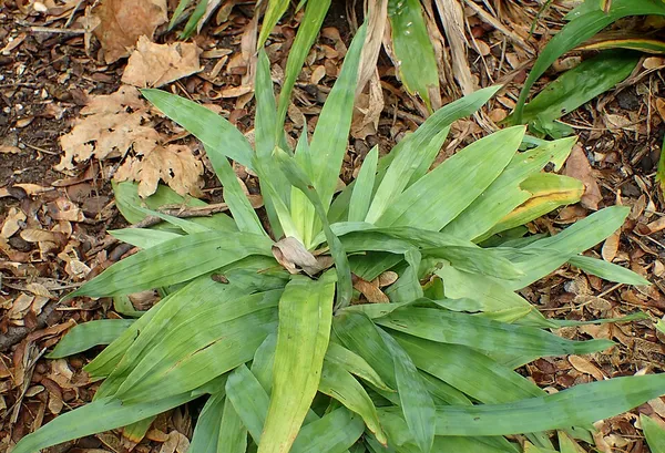 Carex platyphylla