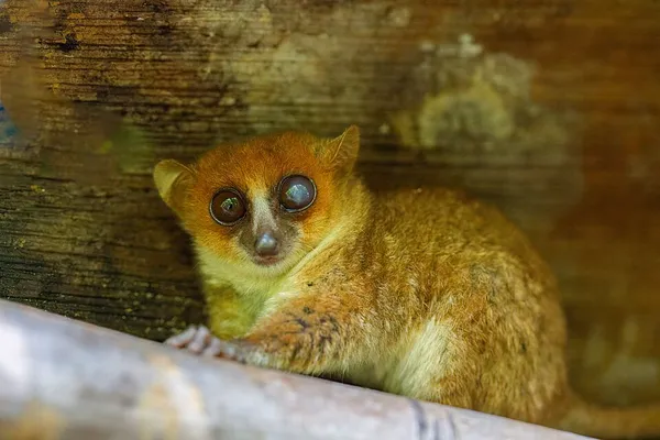 Gray mouse lemur