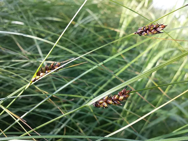 Carex melanostachya