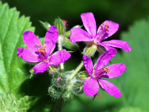 Erodium