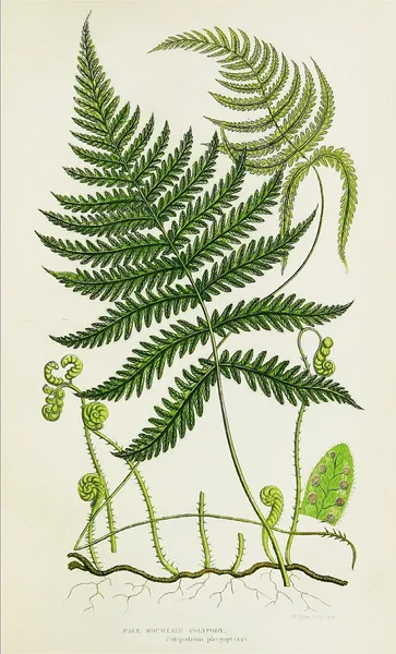 Fern