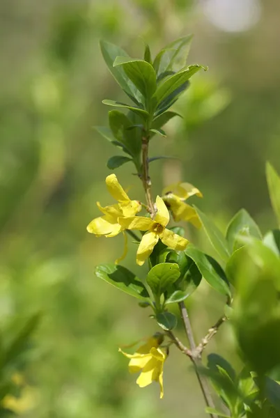 Forsythia viridissima