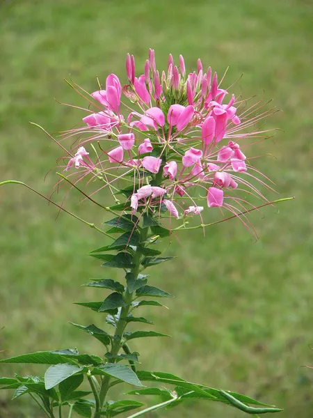 Cleome spinosa