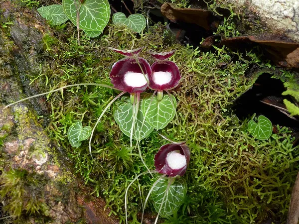 Corybas (plant)