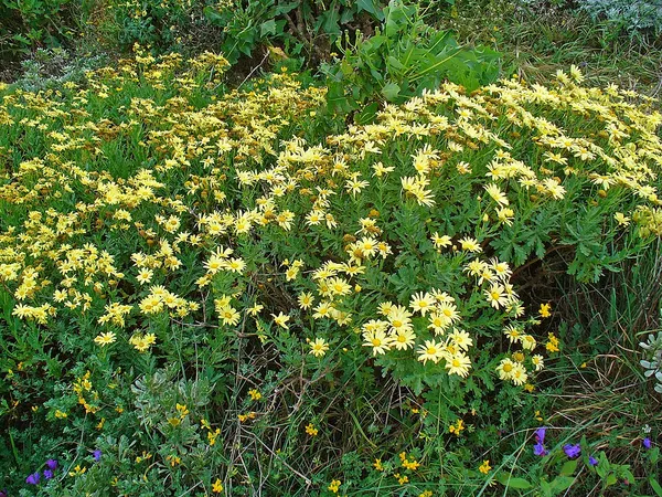 Argyranthemum maderense