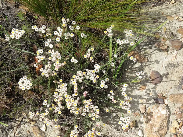 Achyranthemum