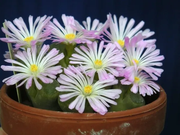 Conophytum longum