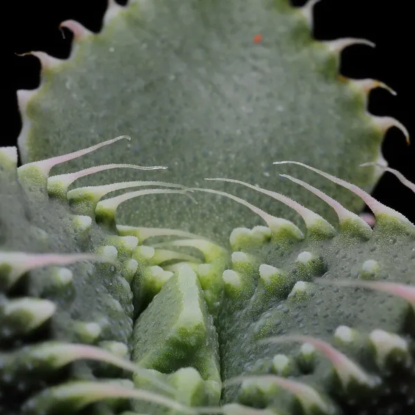 Faucaria tuberculosa