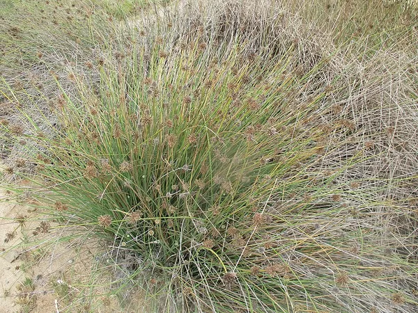 Afroscirpoides