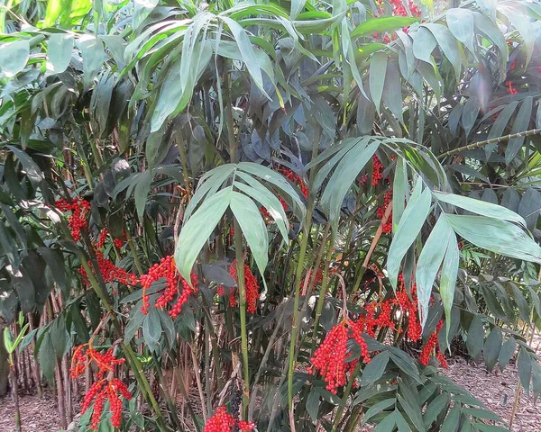 Chamaedorea microspadix
