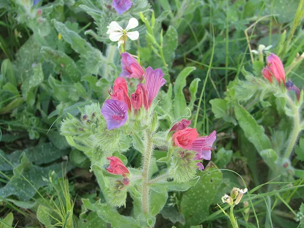 Echium judaeum