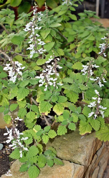 Coleus madagascariensis