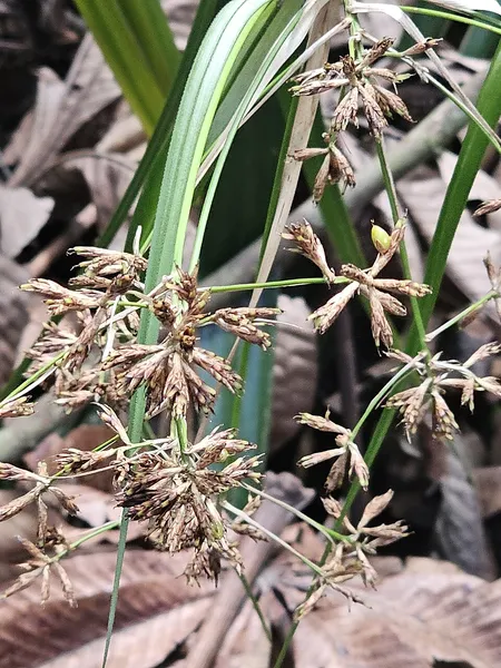 Diplasia