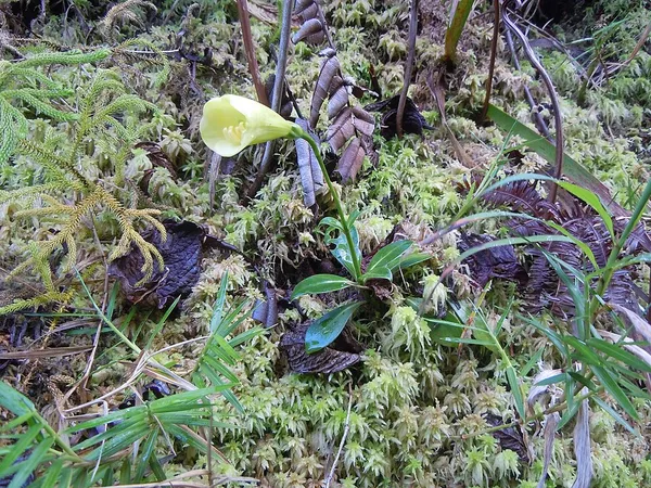 Irlbachia