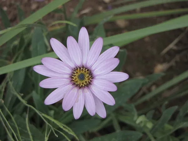 Dimorphotheca jucunda