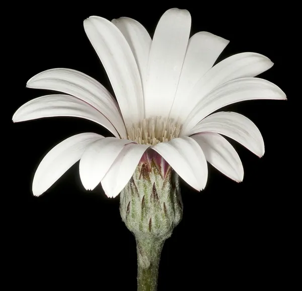 Amblysperma