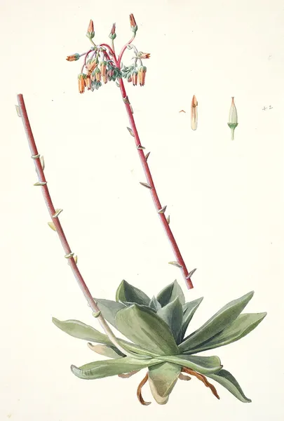 Dudleya rigida