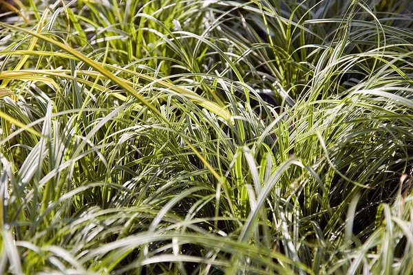 Carex dolichostachya