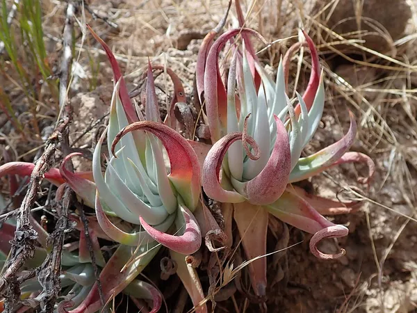 Dudleya saxosa subsp. collomiae