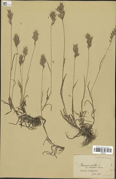 Bromus lepidus