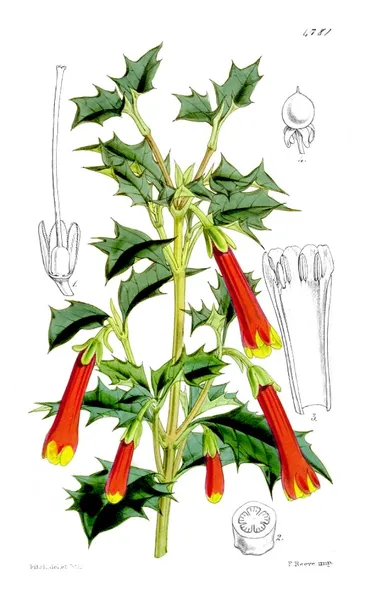 Desfontainia