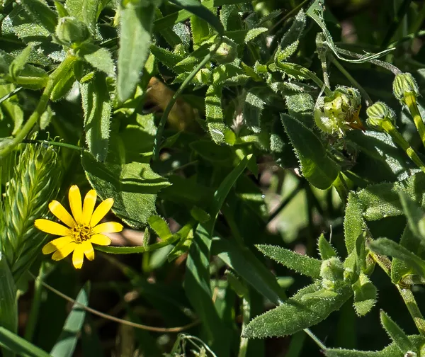 Calendula stellata