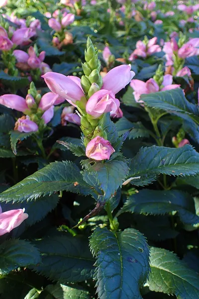 Chelone lyonii