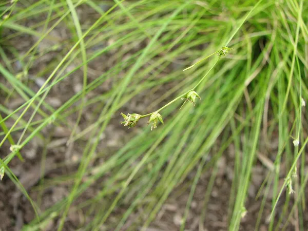 Carex appalachica