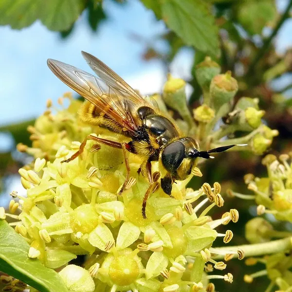 Callicera spinolae