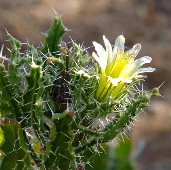 Codon royenii