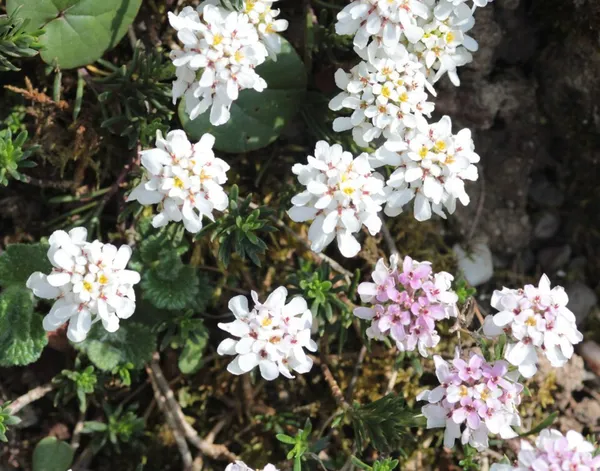 Iberis saxatilis