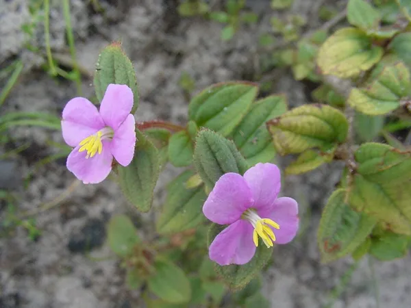 Chaetogastra versicolor