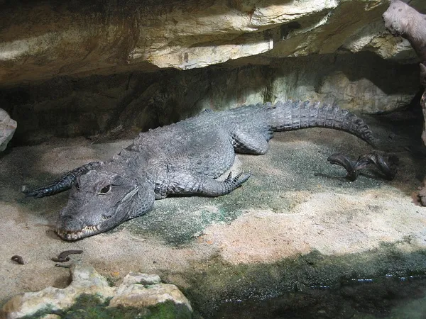 Dwarf crocodile
