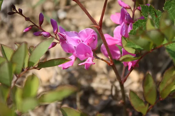 Indigofera kirilowii