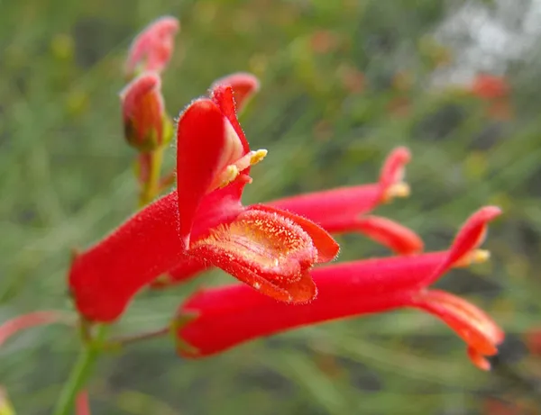 Gambelia juncea
