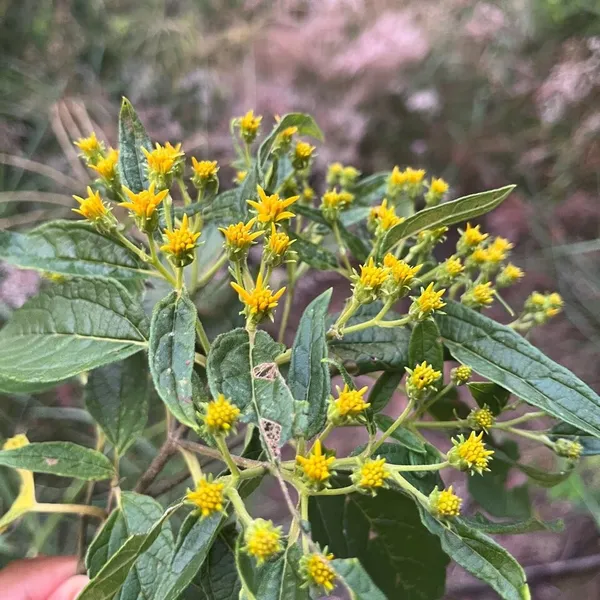 Dendroviguiera