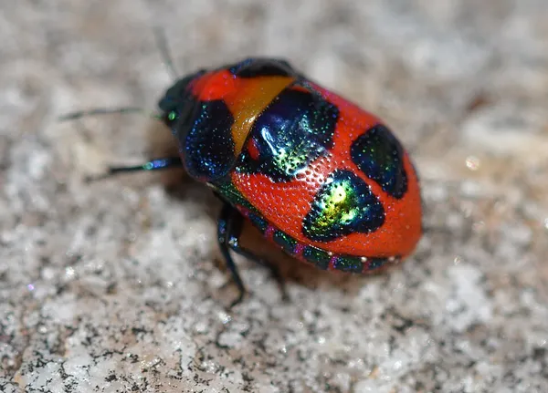 Choerocoris paganus