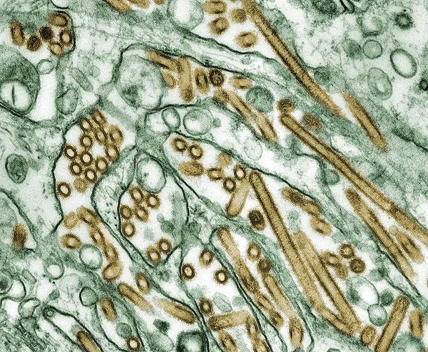 2020–2026 H5N1 outbreak