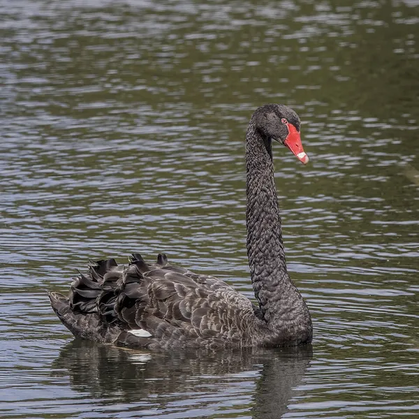 Black swan theory