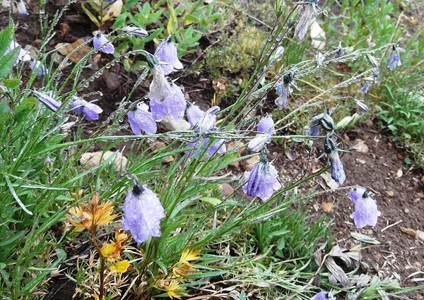 Campanula petiolata