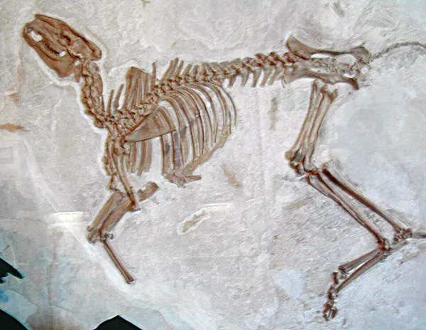 Bachitherium