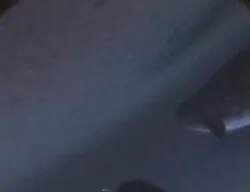 Crittercam