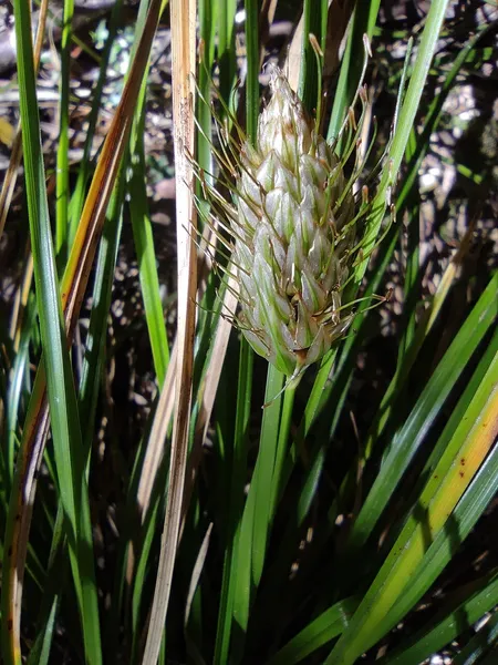 Carex dolichophylla