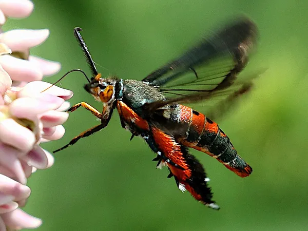 Hover (behaviour)