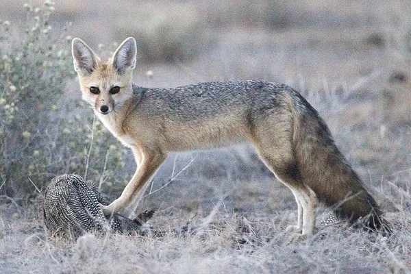 Cape fox