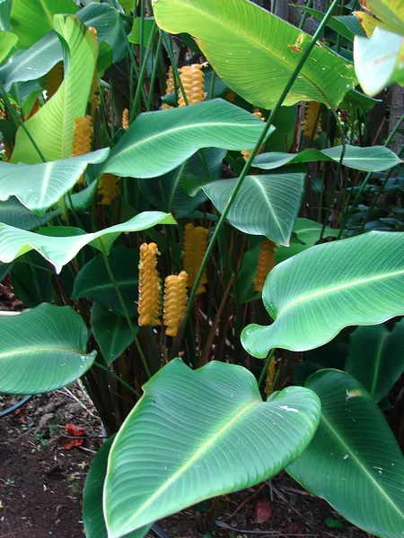 Calathea crotalifera
