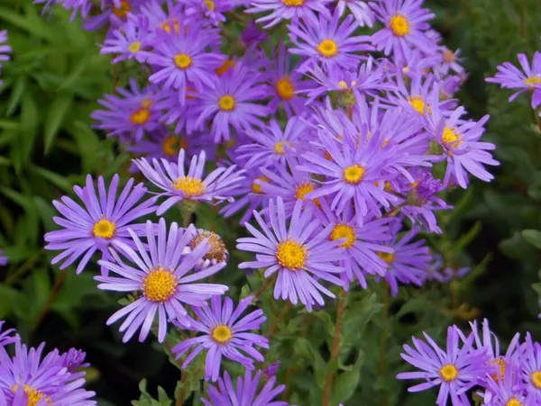Aster (genus)