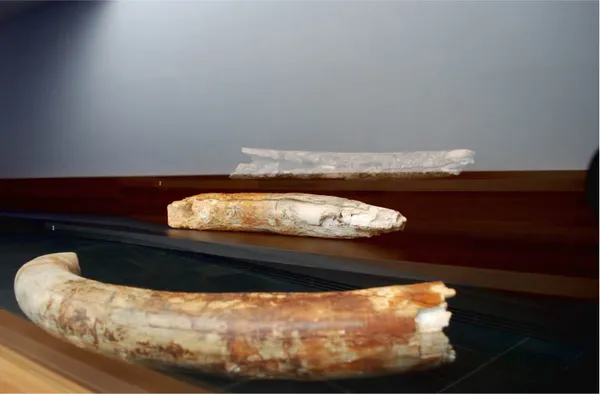 Bajo de la Campana Phoenician shipwreck