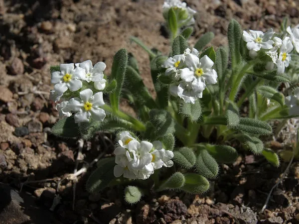 Amsinckiopsis