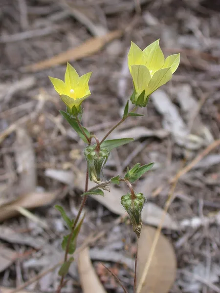 Campanula sulphurea